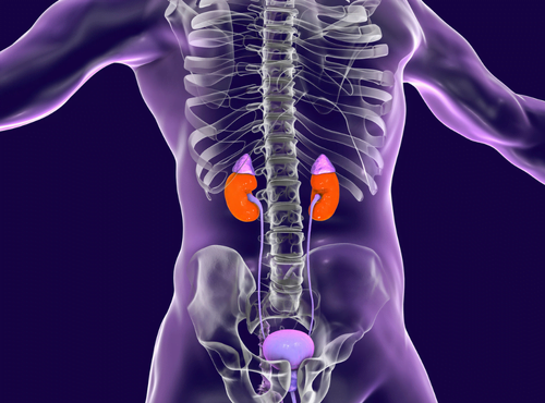 fonctions vitales - reins et système rénal