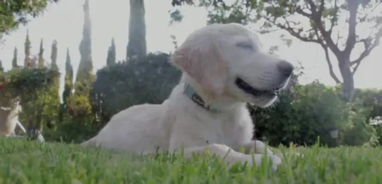 soins énergétiques animaux hélène Brisson