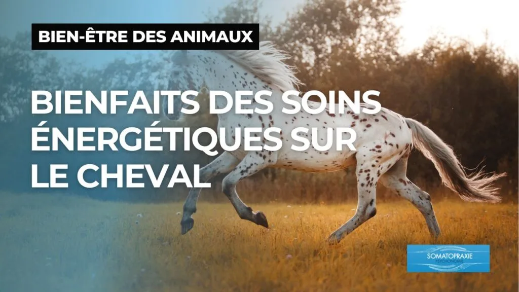 Les soins énergétiques sont très efficaces pour le bien être des chevaux